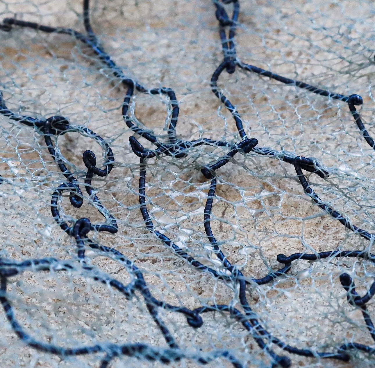 Agelenidae, détail de la dentelle transformée